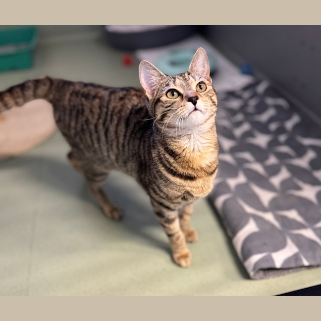 Photo of Nala