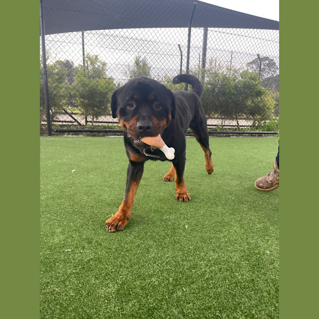 Photo of Bouncer Imp 1457