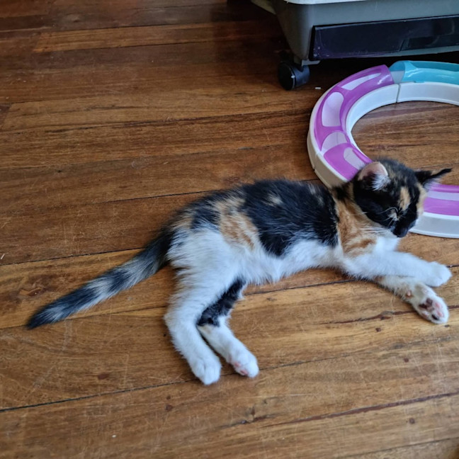 Photo of Little Sis Muffet