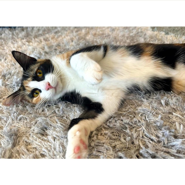 Photo of 9736   Rocket