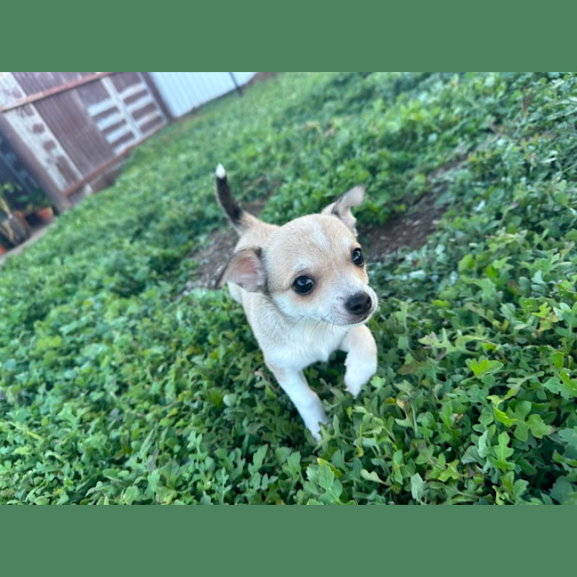 Photo of Riff