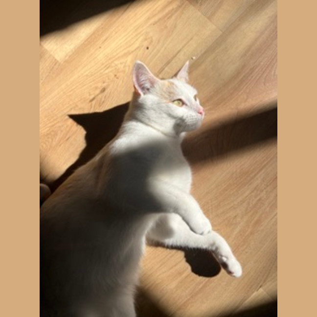 Photo of Snowy