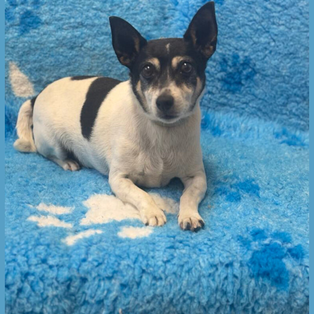 Photo of Cookie And Buster