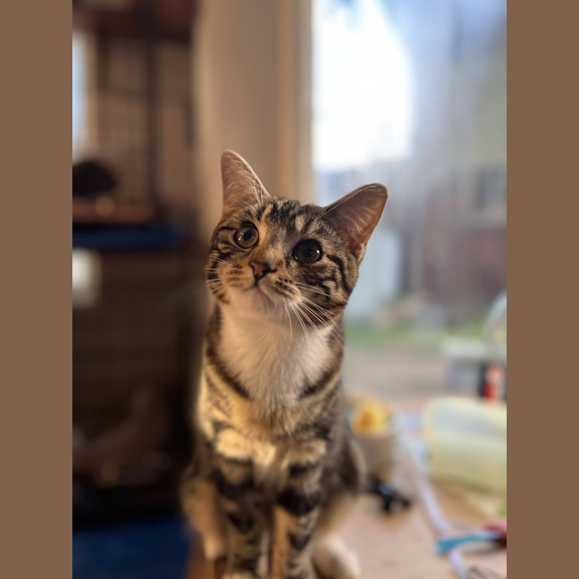 Photo of Poppy