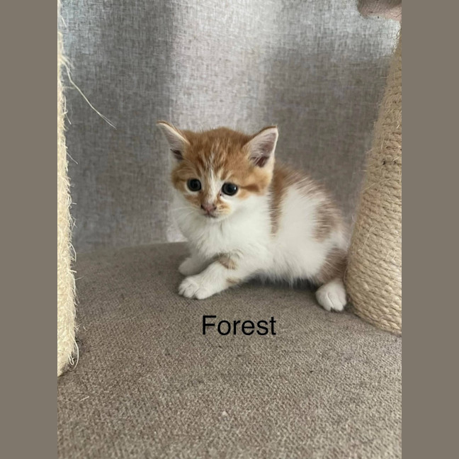 Photo of Forest