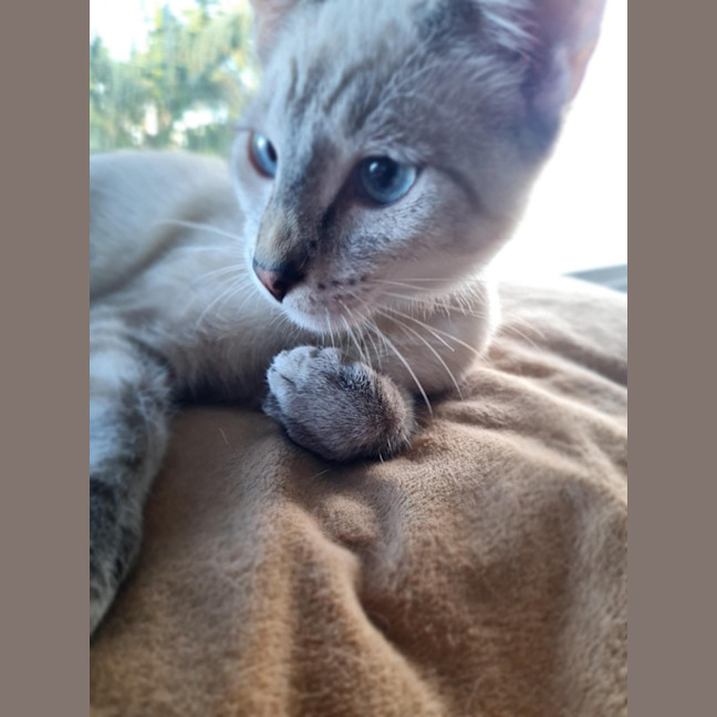 Photo of Sergeant Sprinkles