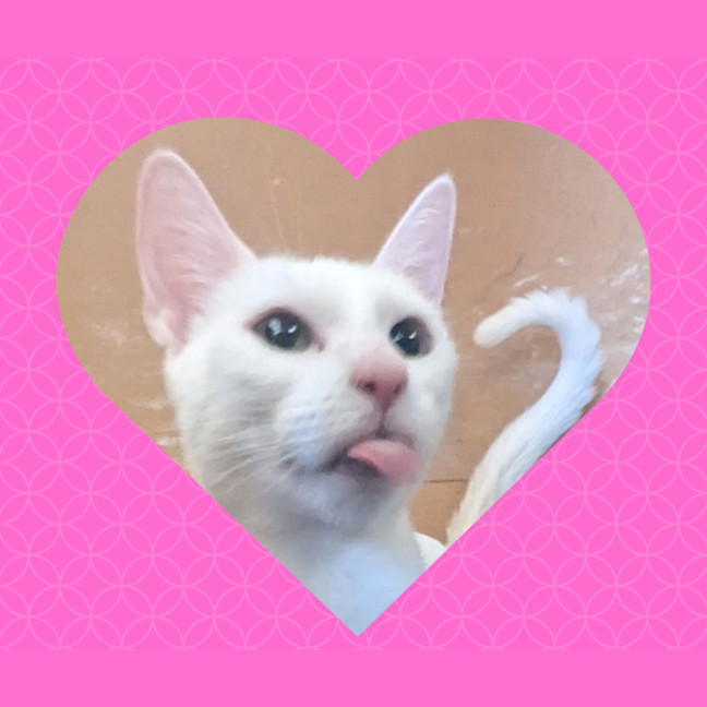 Photo of Snowball