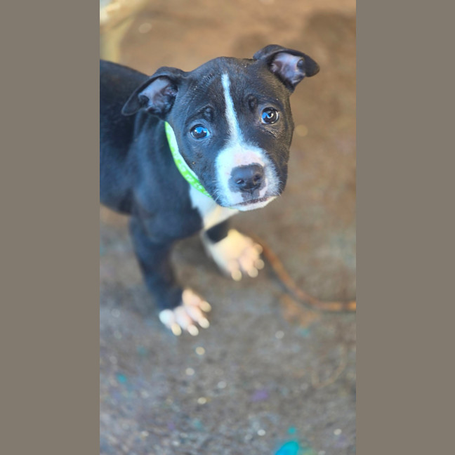 Photo of Cheerilee