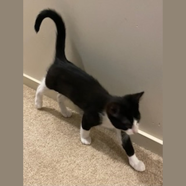 Photo of Blacky *9 Lives Project Rescue*