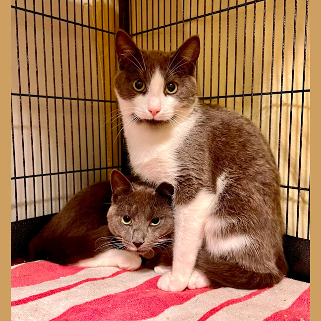 Photo of Magnus & Sterling