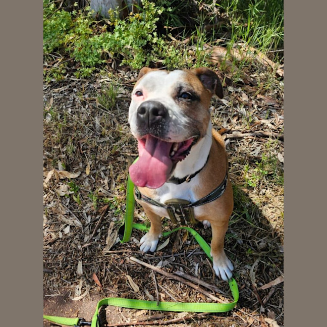 Photo of Shelby