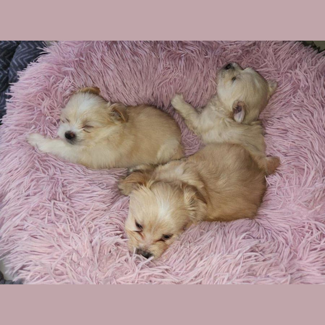 Photo of Millie's Pups   Shih Tzu X Maltese