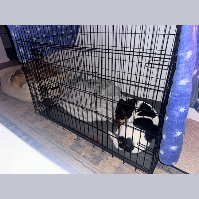 Photo of Snipper   3 Year Old Jack Russell