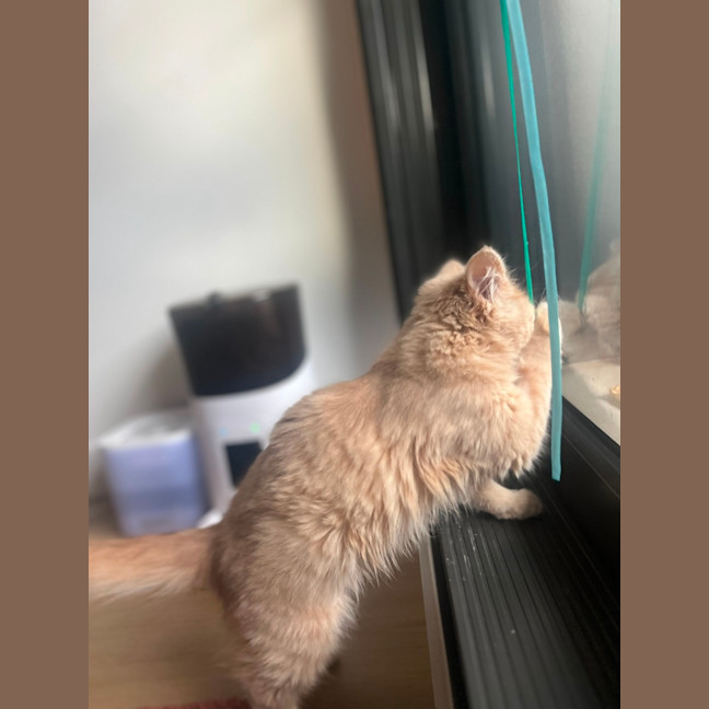 Photo of Cleo   Located In Kensington