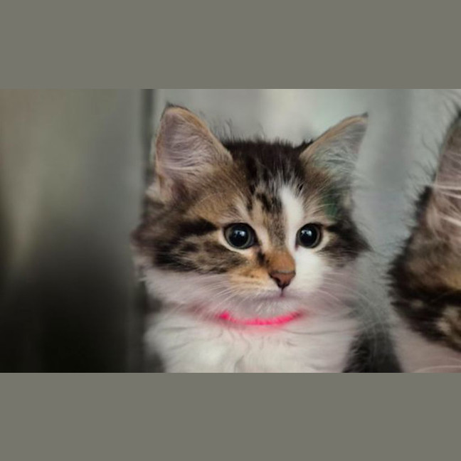 Photo of Zoe
