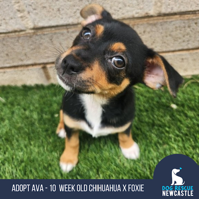 Photo of Ava   10 Week Old Chihuahua X Foxie (Trial)
