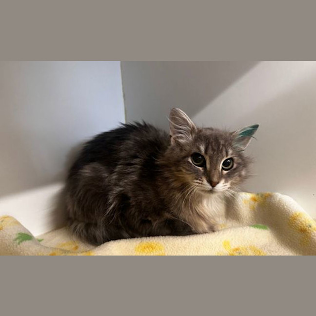 Photo of Juniper