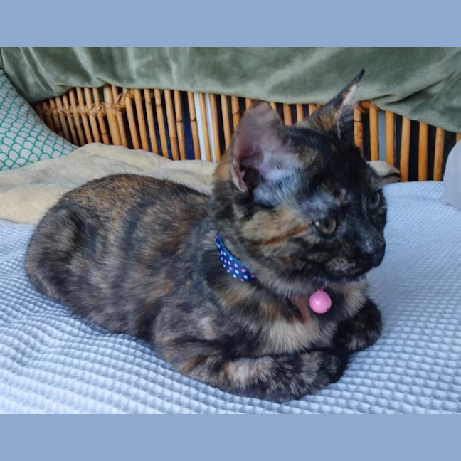 Photo of Daisy