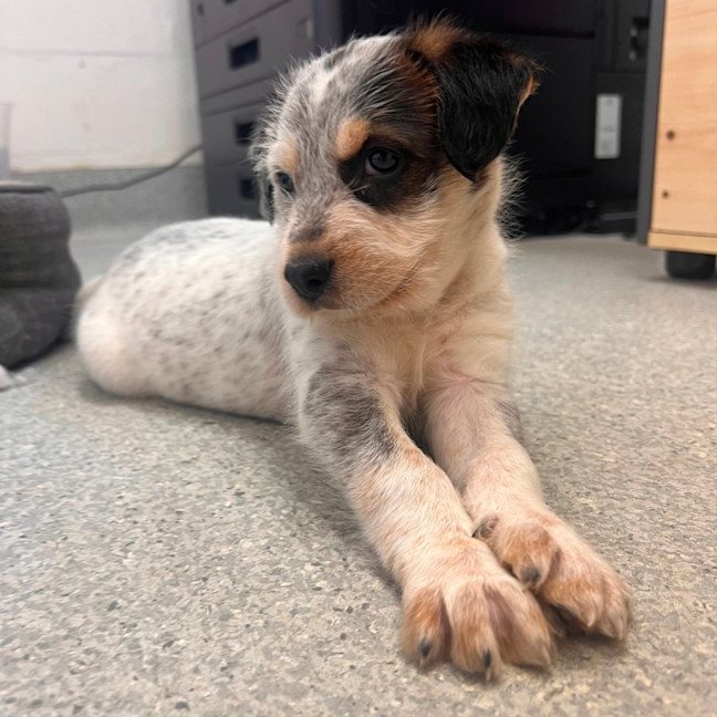 Photo of D1187 Pedro