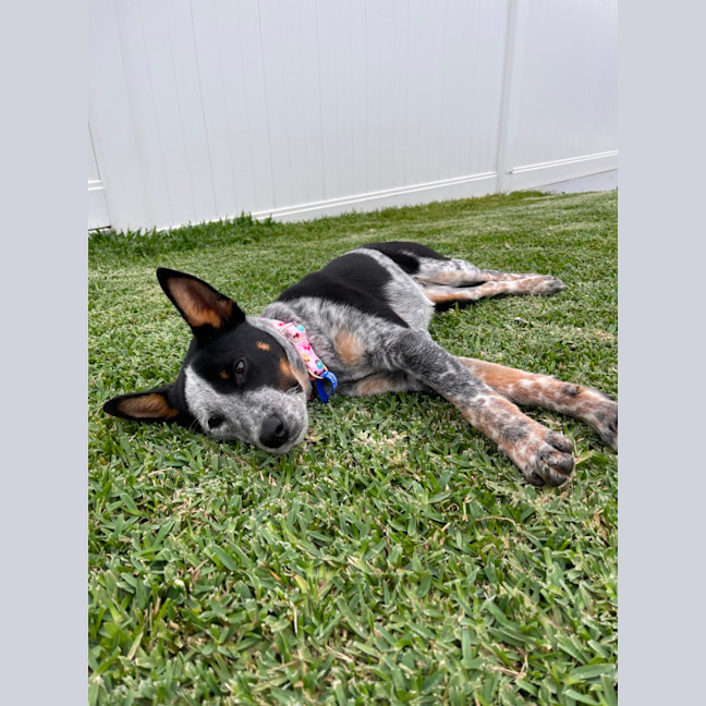 Photo of Zadie   8 Month Old Cattle Dog X (Trial)