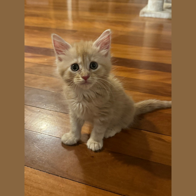 Photo of Tapper