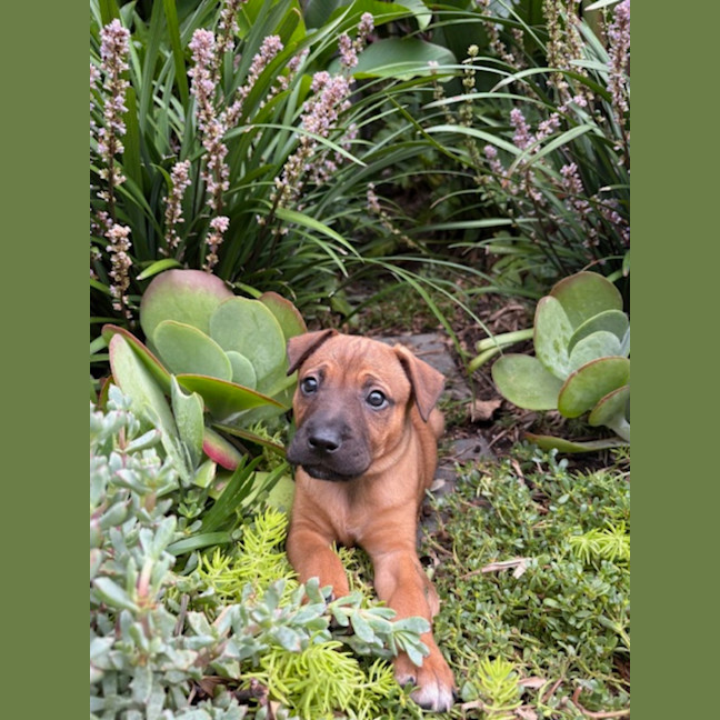 Photo of Fig   8 Week Old Cattle Dog X Staffy