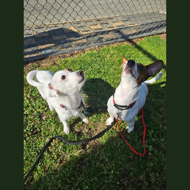 Photo of Patch