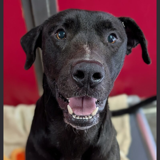 Photo of Cane