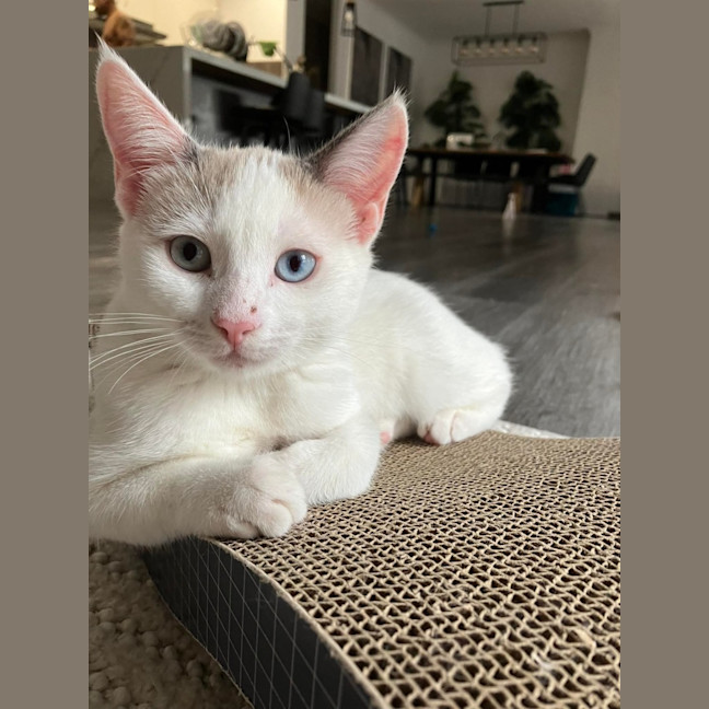 Photo of Vanilla 