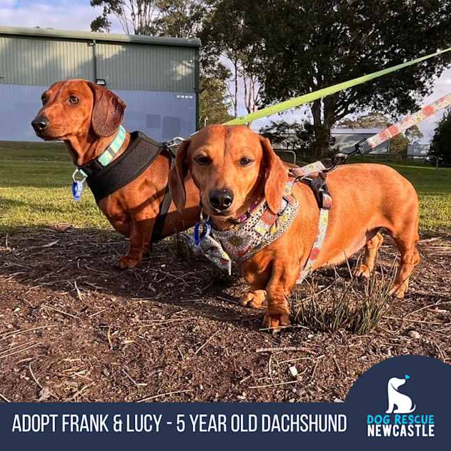Photo of Frank & Lucy   5 Year Old Dachshund