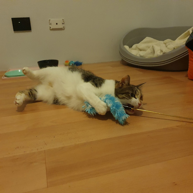 Photo of Peach
