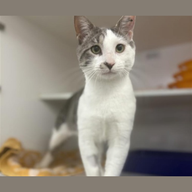 Photo of Pepper