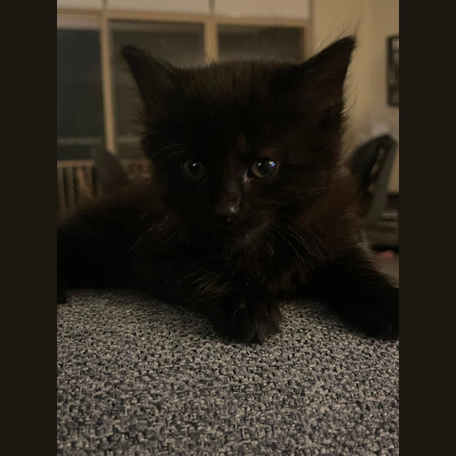 Photo of Onyx