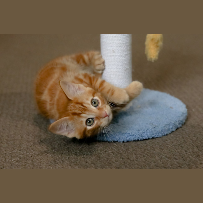 Photo of Nugget