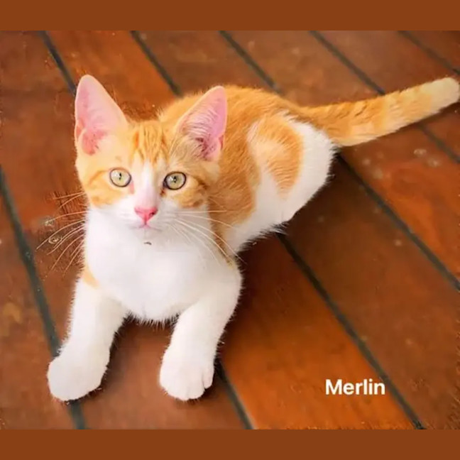 Photo of Merlin