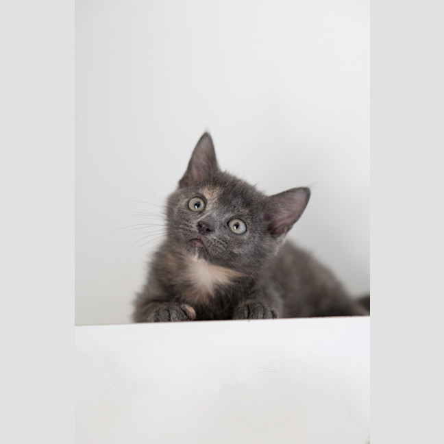 Photo of Tally