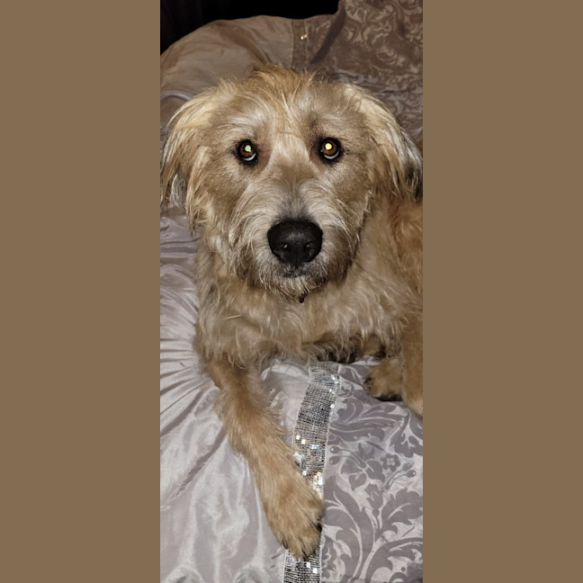 Photo of Lady