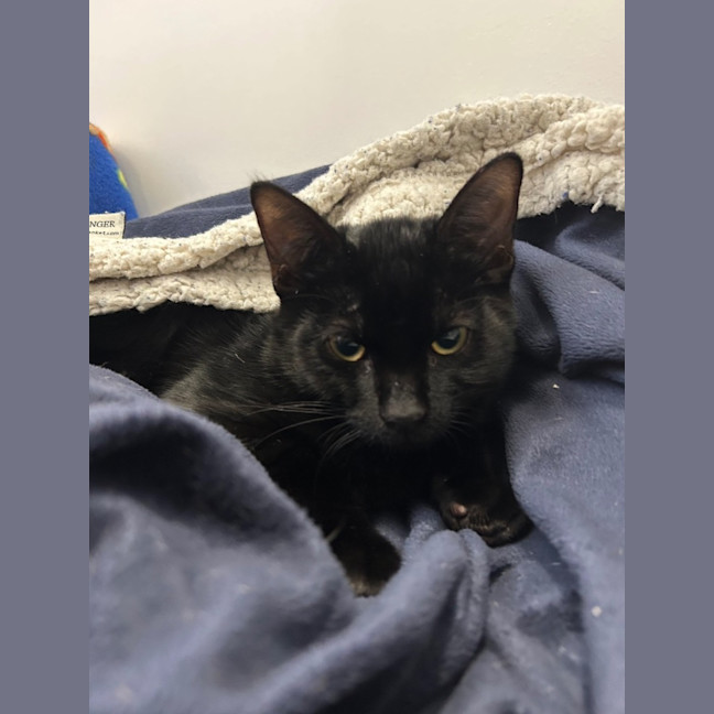 Photo of Detroit, Louisiana And Phoenix Arizona