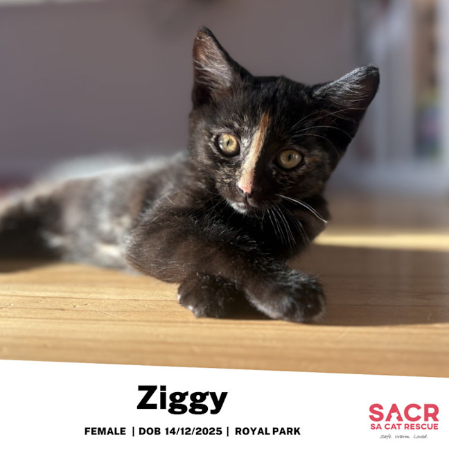 Photo of Ziggy