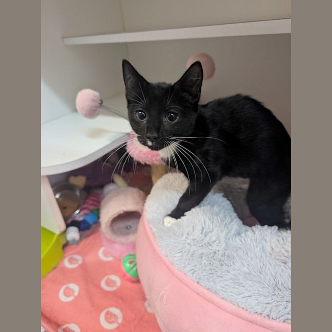 Photo of Lucky