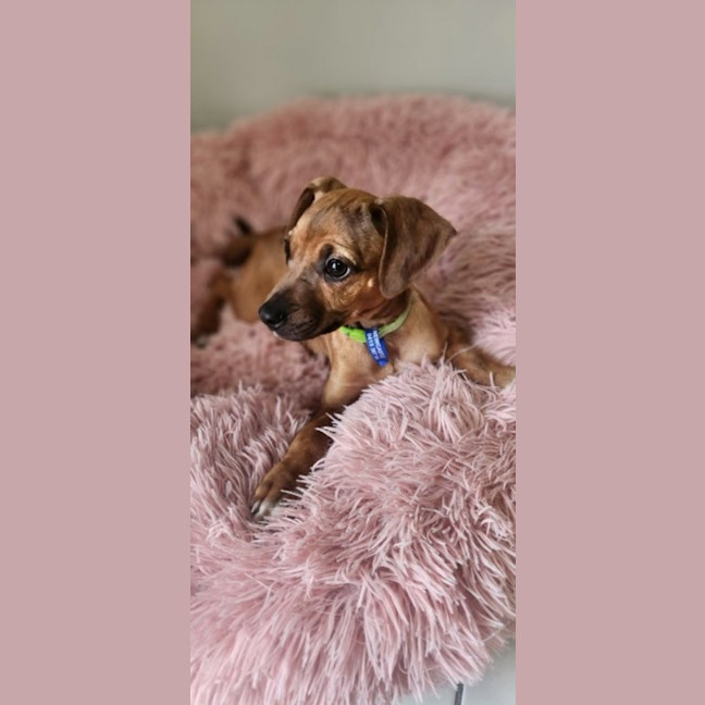 Photo of Paisley   5 Month Old Kelpie X Jack Russell