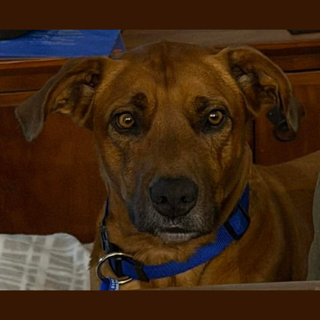 Photo of Bear   5 Year Old Ridgeback