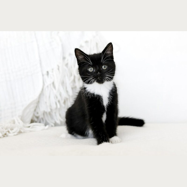 Photo of Nessie