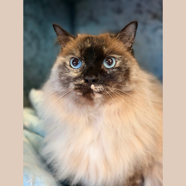 Photo of Aurora