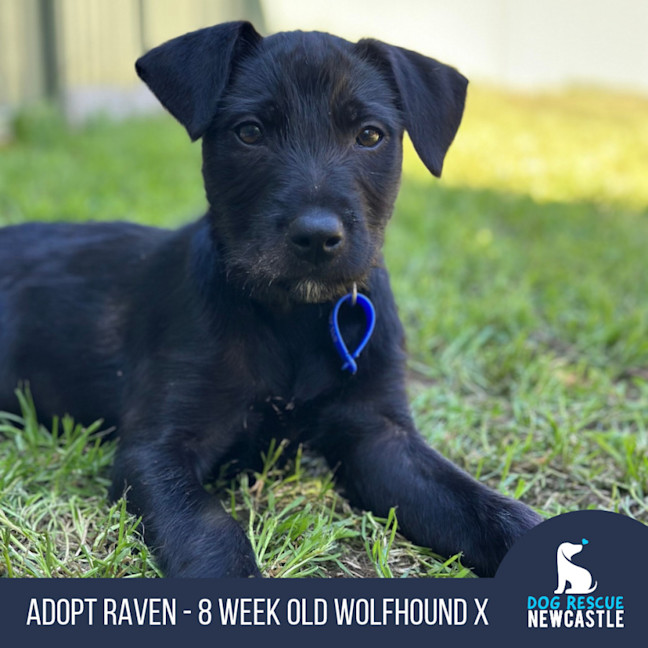 Photo of Raven   8 Week Old Wolfhound X