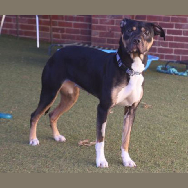 Photo of Athena