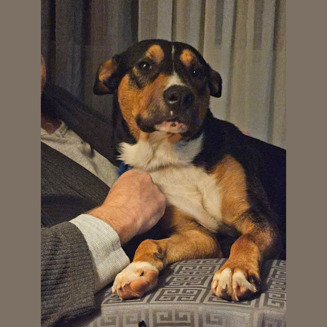 Photo of Rollo
