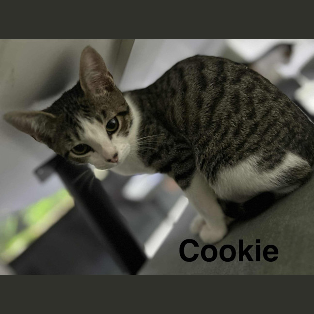 Photo of Cookie