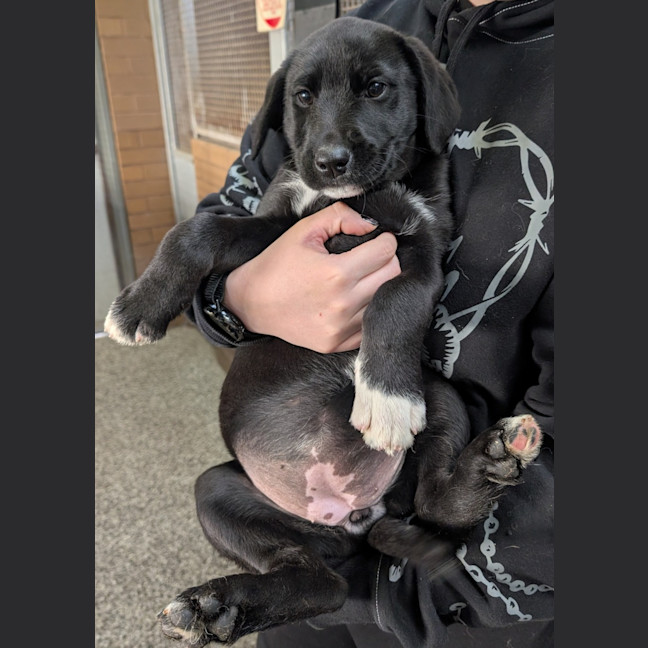 Photo of Luna