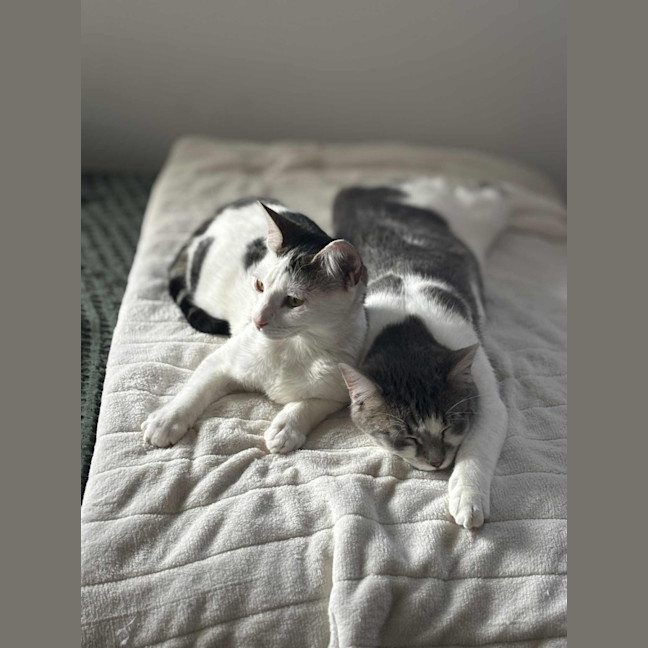 Photo of Cloud & Pebble